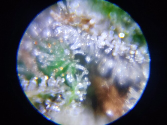Growreport Bild 54
