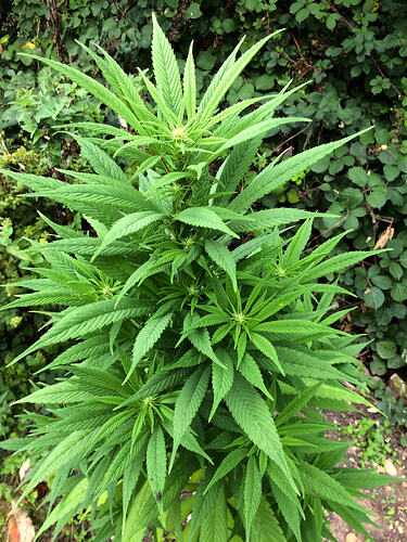 Grow26_0912_15_EU