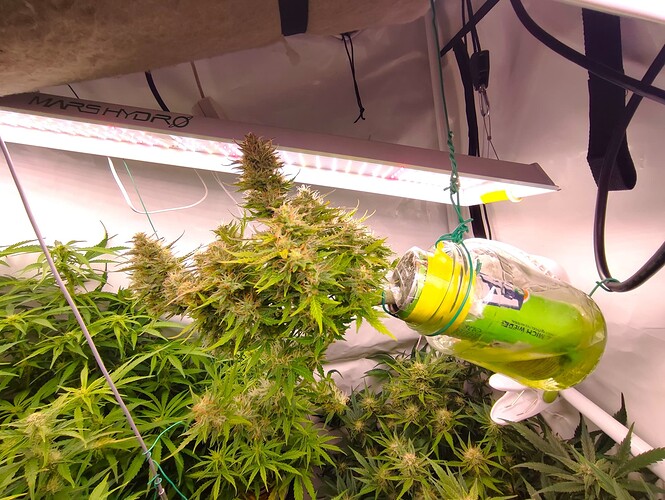 Growreport Bild 87