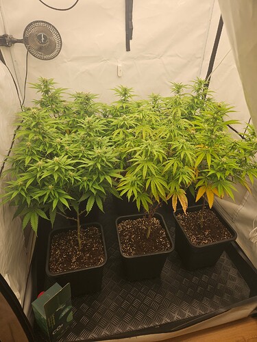 Growreport Bild 5