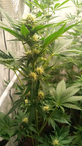 Growreport Bild 50