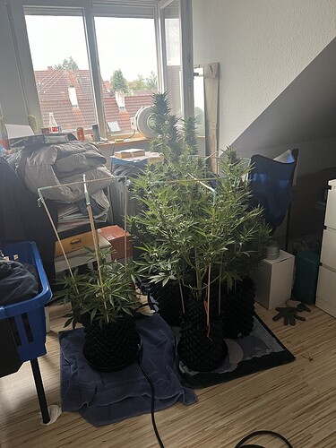Growreport Bild 1