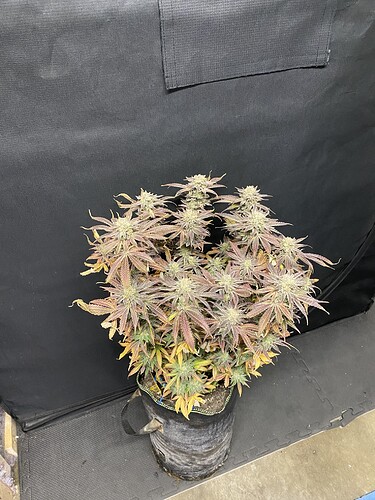 Growreport Bild 2