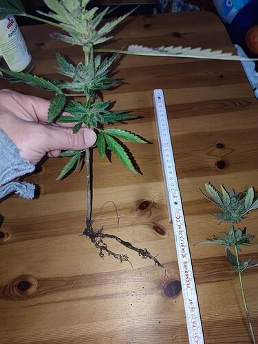 Growreport Bild 10