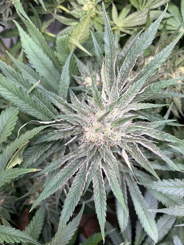 Growreport Bild 21