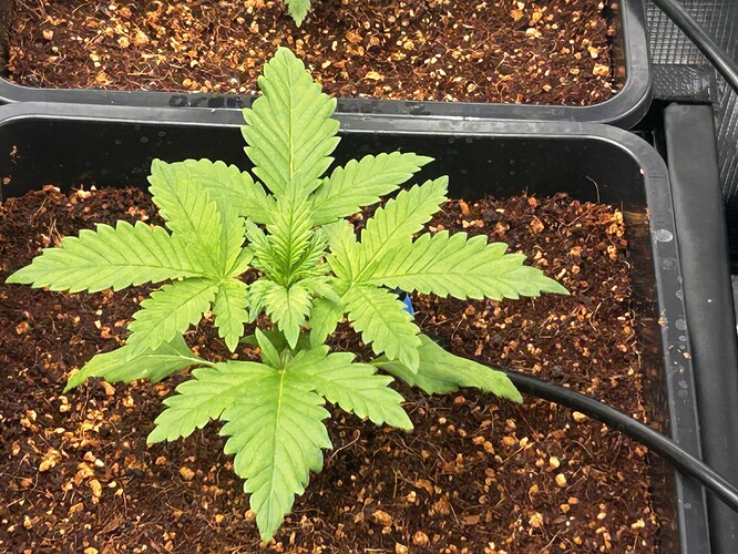 Growreport Bild 4