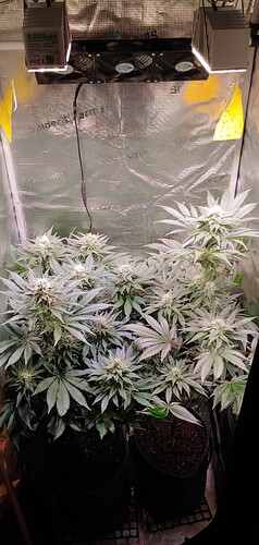 Growreport Bild 14