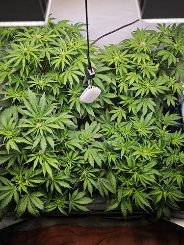 Growreport Bild 15