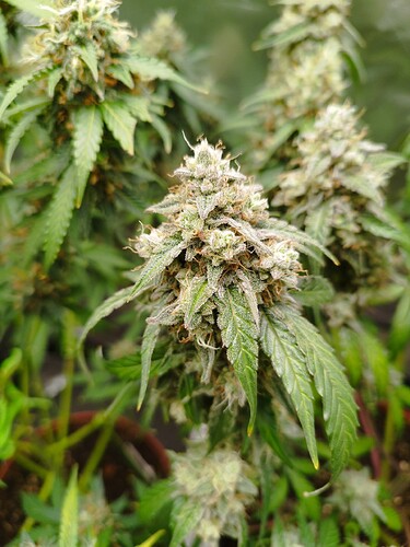Nahaufnahme einer blühenden Cannabispflanze mit dichten, harzigen Blütenständen und grünen Blättern.