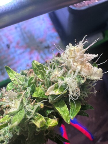 Growreport Bild 3