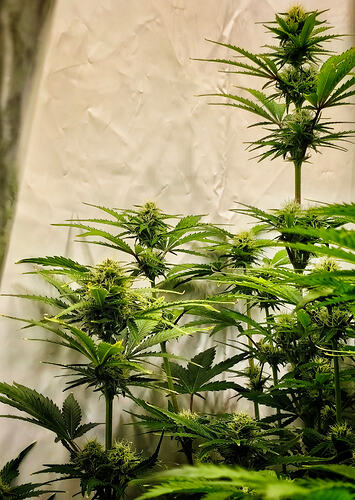 Growreport Bild 11