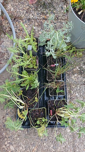 Growreport Bild 39