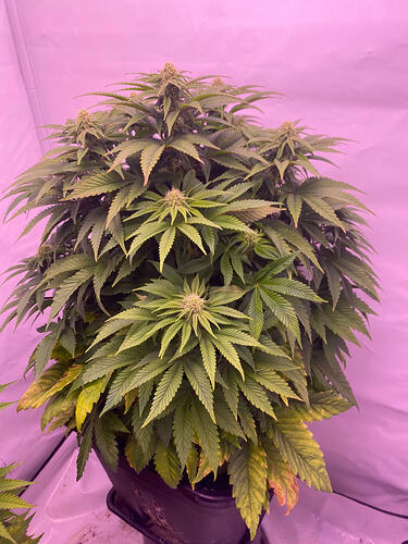 Growreport Bild 5