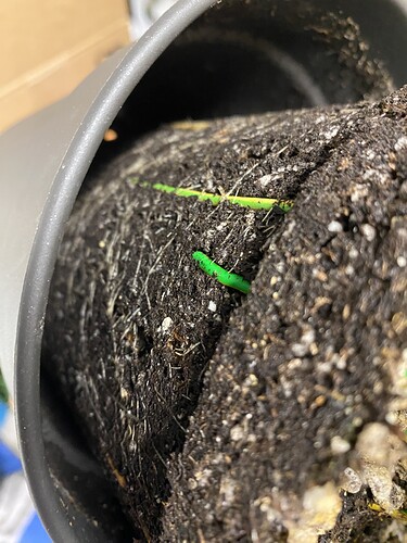 Growreport Bild 23