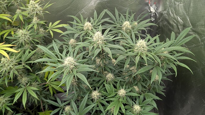 Growreport Bild 7