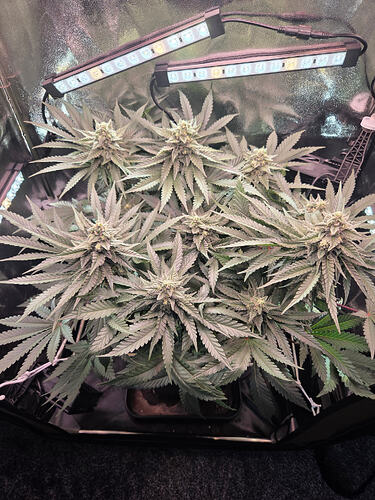 Eine blühende Cannabis-Pflanze in einem Grow-Zelt unter LED-Beleuchtung.