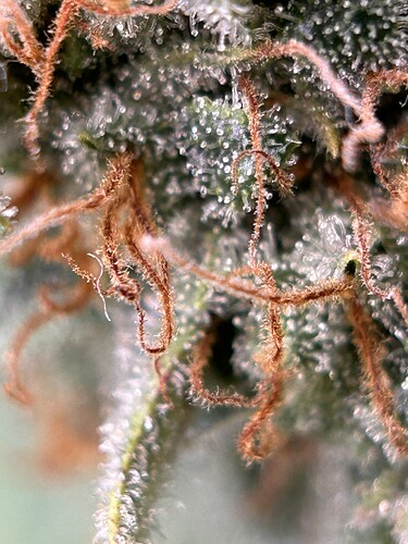 Growreport Bild 4