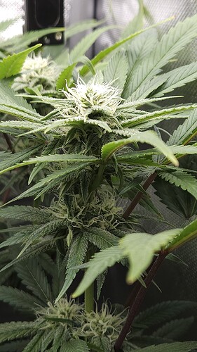 Growreport Bild 9