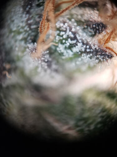 MOP, DSD, BT57 Trichome (2)