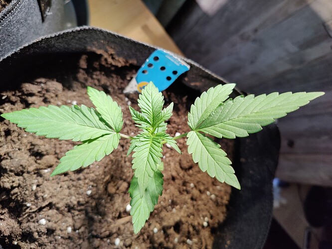 Growreport Bild 3