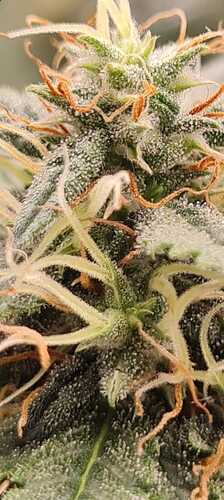 Growreport Bild 8
