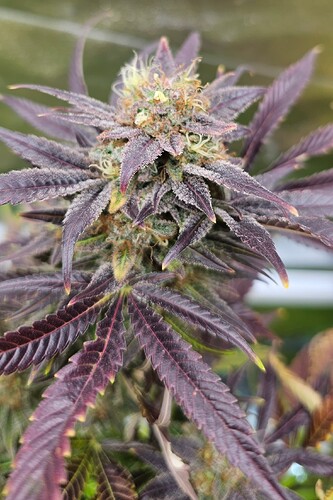 Growreport Bild 17