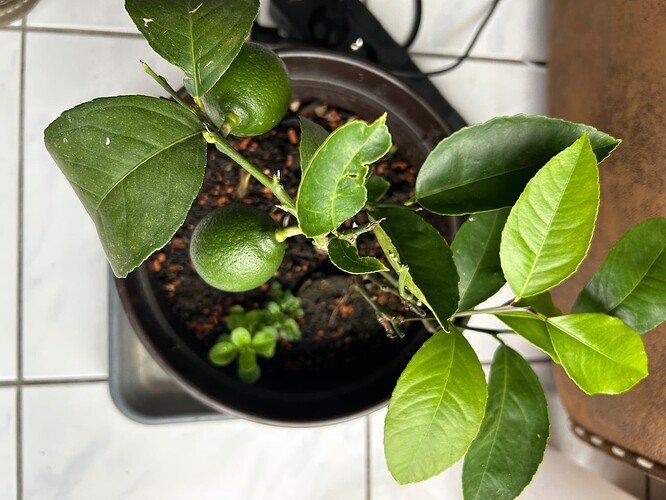 Growreport Bild 24
