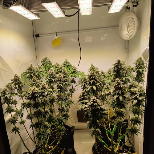 Growreport Bild 2