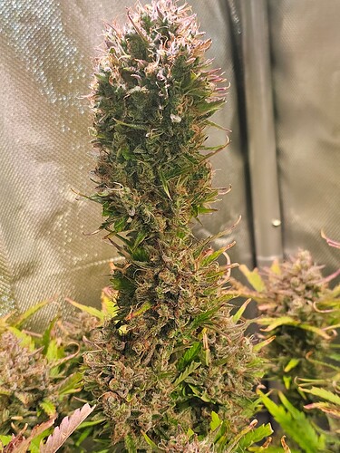 Growreport Bild 14