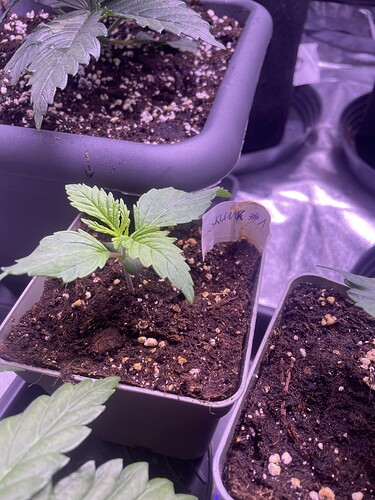 Growreport Bild 17