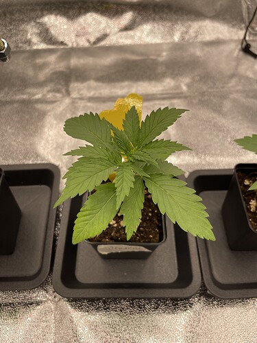 Growreport Bild 39