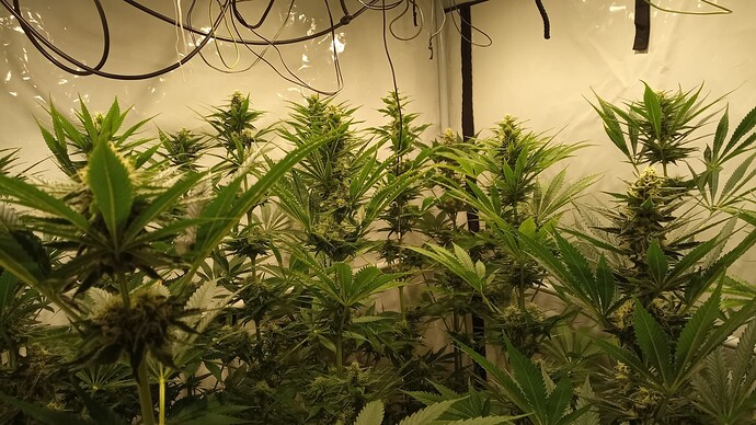 Growreport Bild 63