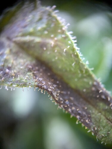 PXL_20240803_114041294.MP