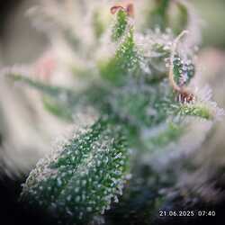 trichome 2