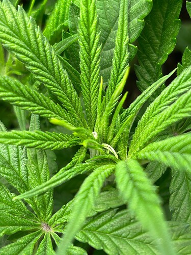 Growreport Bild 5