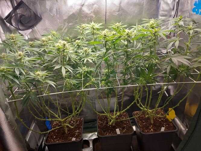 Growreport Bild 9