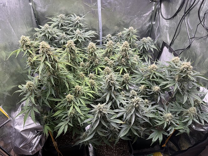 Growreport Bild 7
