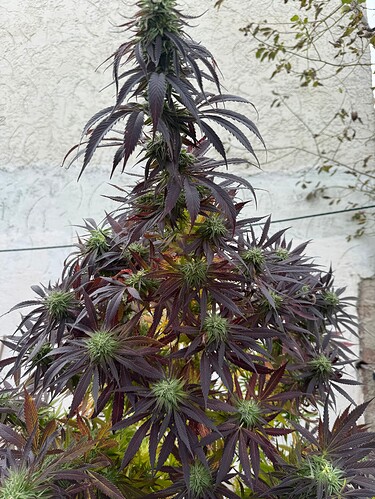 Growreport Bild 26