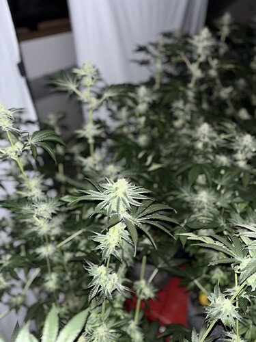 Growreport Bild 17