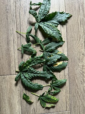 Growreport Bild 36