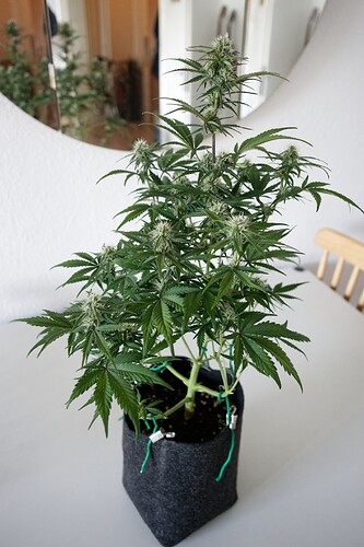 Growreport Bild 2