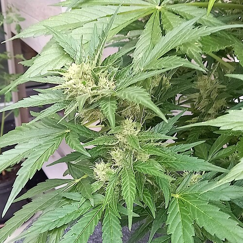 Growreport Bild 21