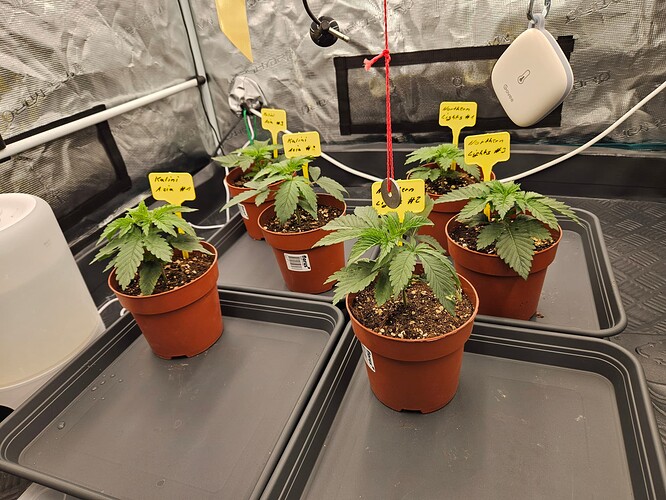 Growreport Bild 36