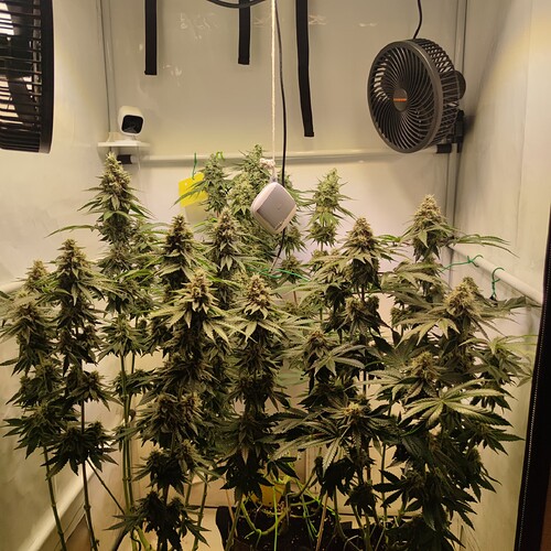 Growreport Bild 32