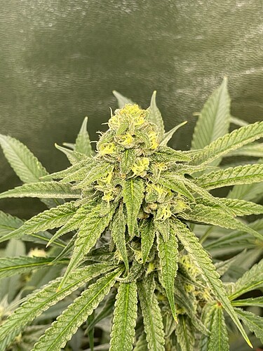 Growreport Bild 17
