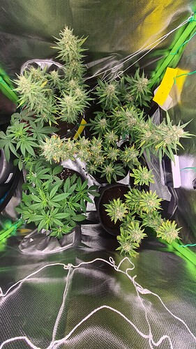 Growreport Bild 19