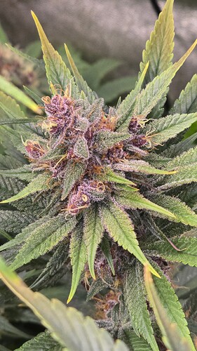 Growreport Bild 9
