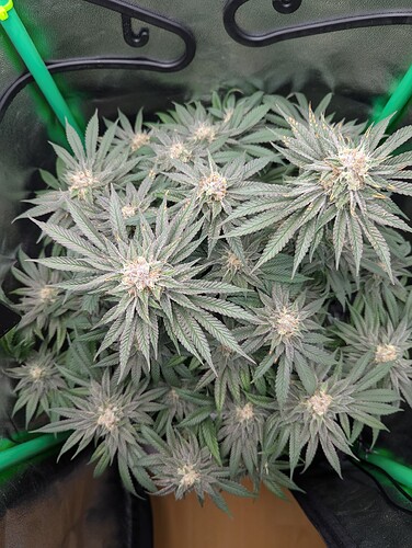 Growreport Bild 3