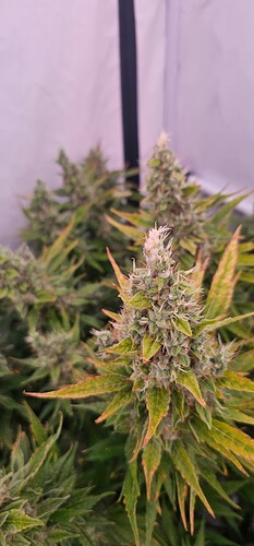 Growreport Bild 7
