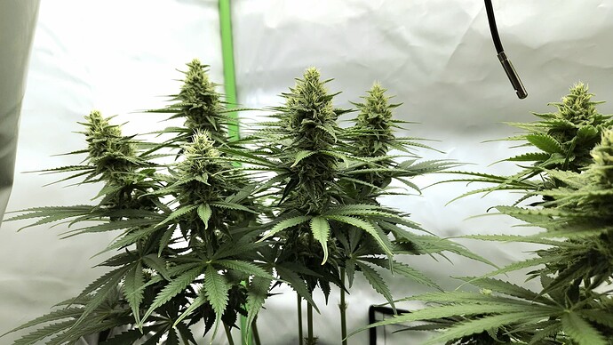 Growreport Bild 5